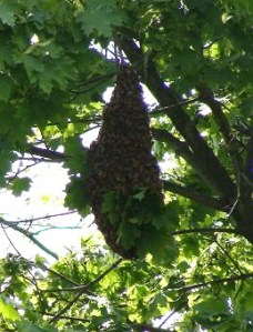 blacksburg, christiansburg, floyd, giles, swarm catching, hive removal, honey bee.